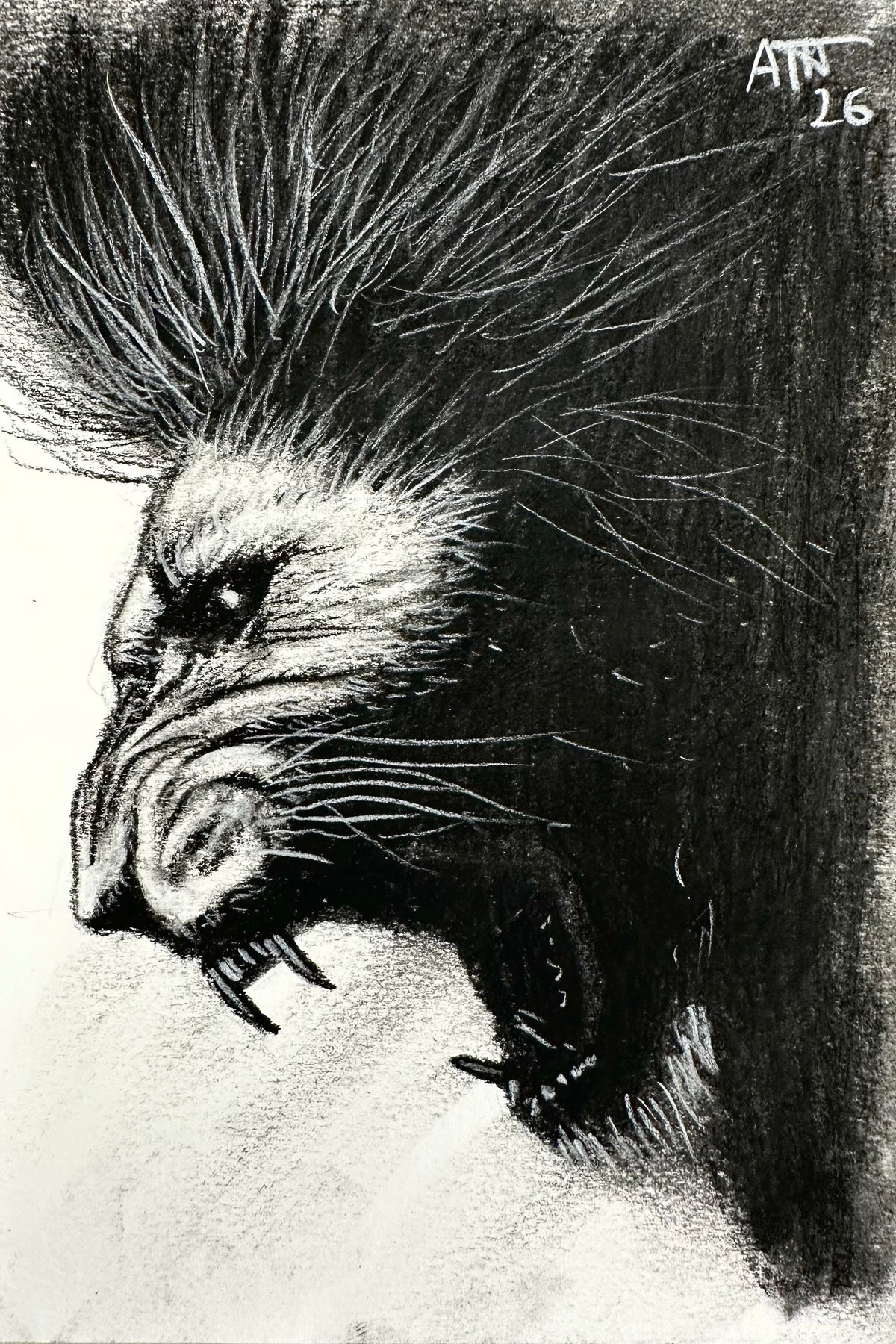 Roaring Lion – Original Charcoal Drawing 4 × 6